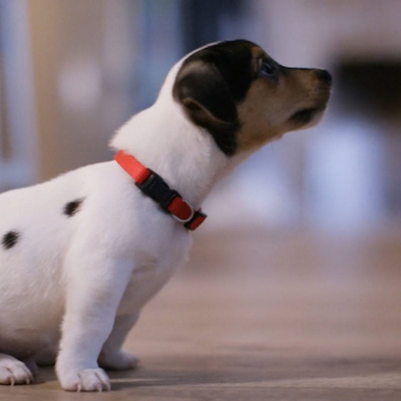 pets and air filters indoor air quality